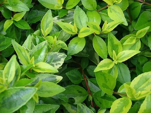 Abelia x grandiflora — Ovate, variegated opposite leaves with serrated margins