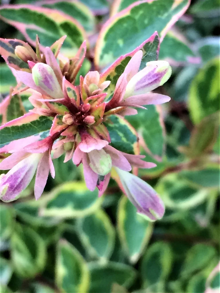 Abelia x grandiflora — Umble with tubular flowers with 5 purple/white petals & buds