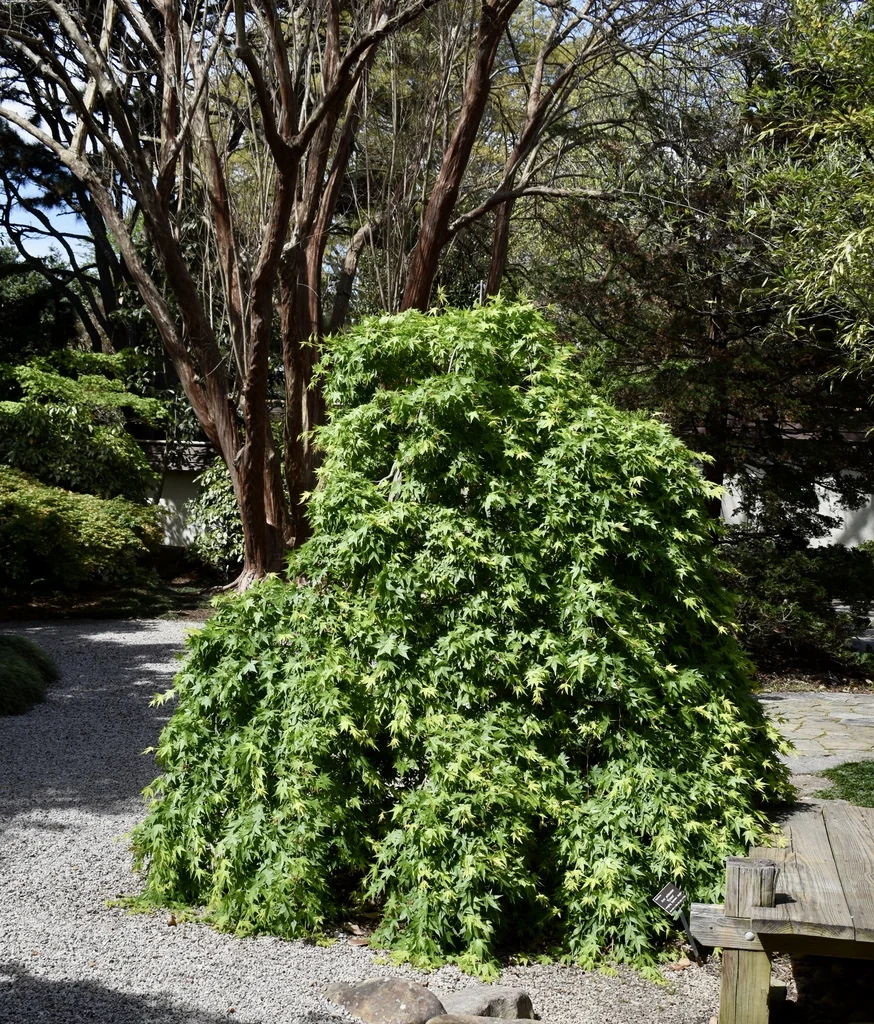 Acer palmatum — Dense mounded habit of a large shrub with weeping branches