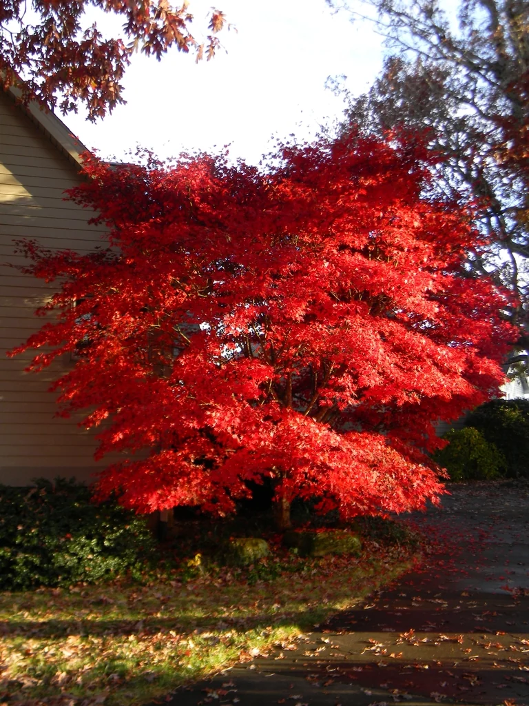 Acer palmatum — Medium dense square habit with bright crimson foliage in fall