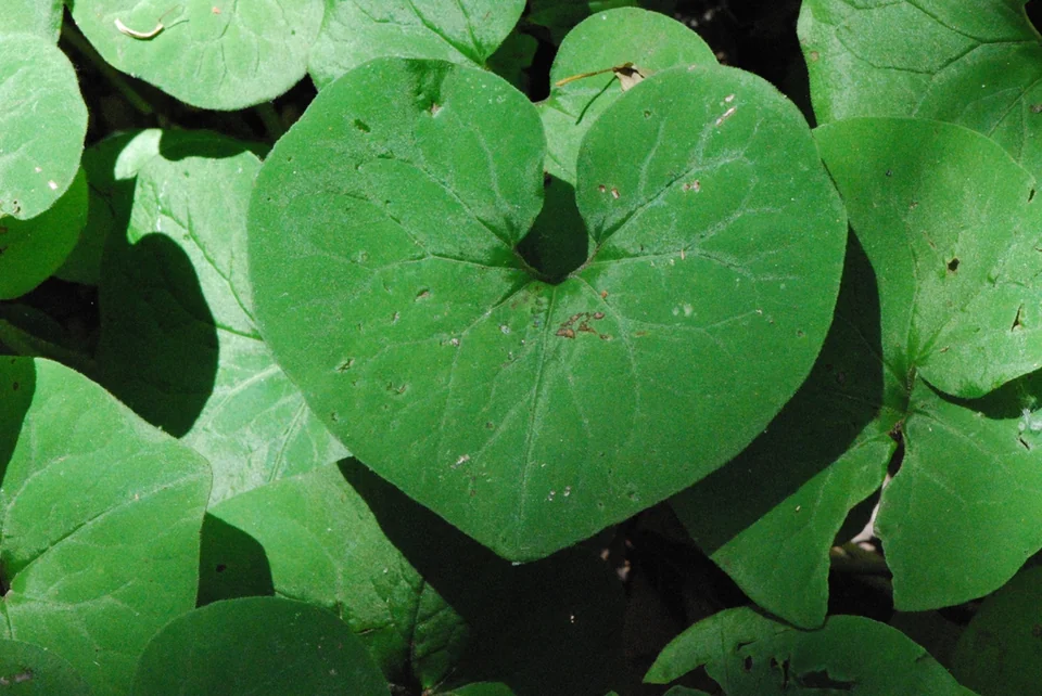 Asarum canadense — Close-up on the heart- to kidney-shaped, green leaf.