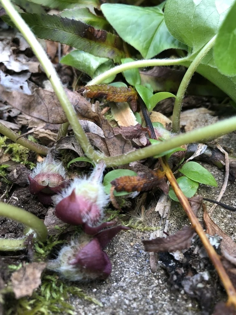 Asarum canadense — Flowers at ground level. Calyx lobes red. Hairy exterior.