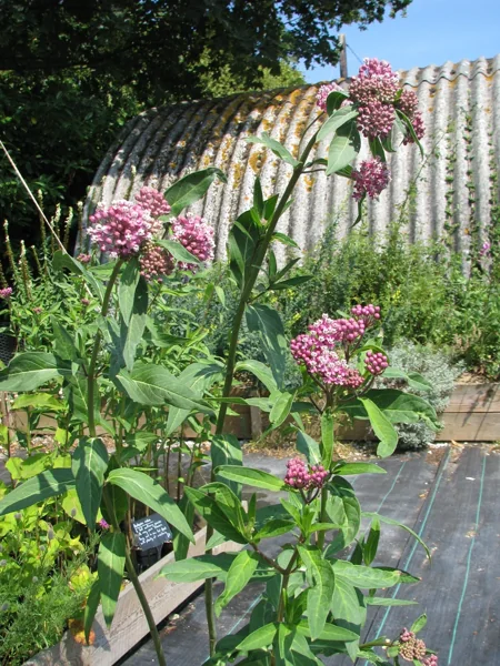 Asclepias incarnata — Form