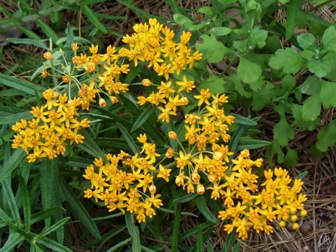 Asclepias tuberosa — Clusters of yellow milkweed flowers.