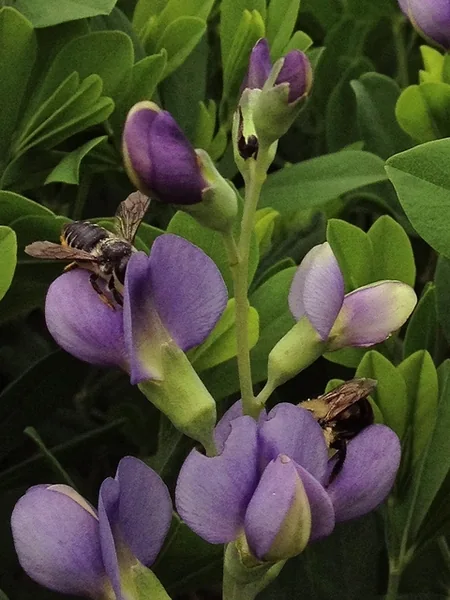 Baptisia australis — Baptisia australis