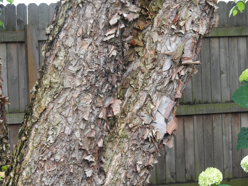 Betula nigra — Close-up on gray, exfoliating bark
