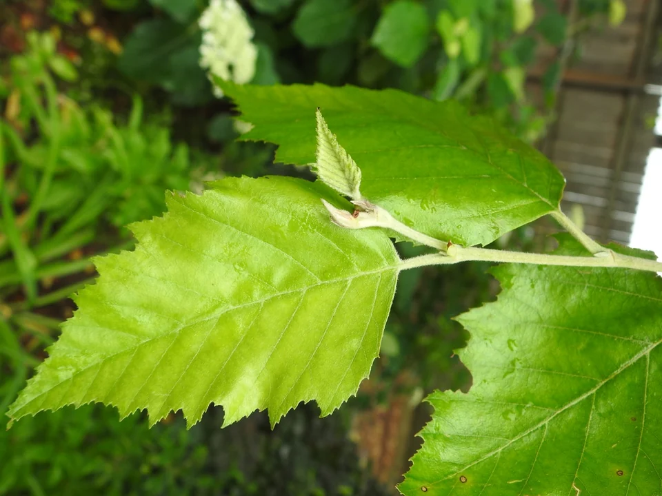 Betula nigra — Shoot with alternate, ovate, toothed leaves.