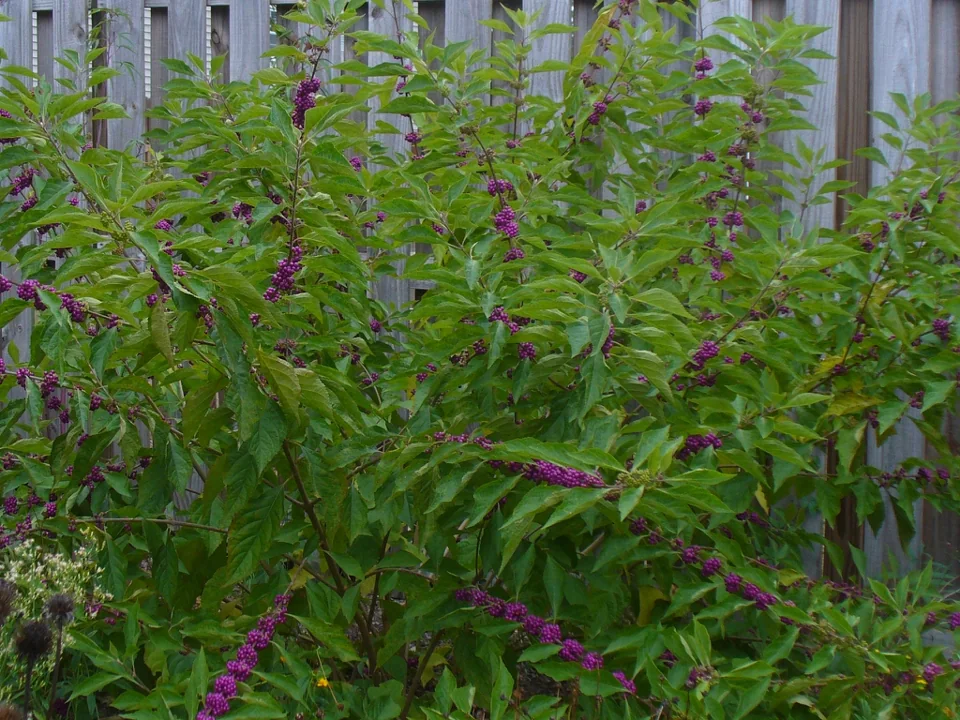 Callicarpa americana — Callicarpa americana in fall in Moore County