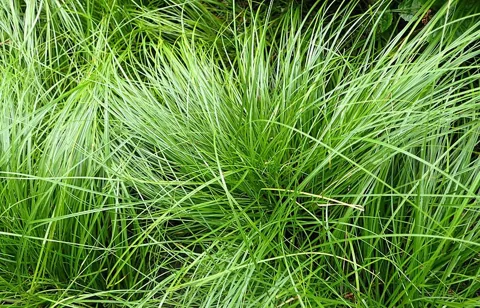 Carex pensylvanica — Grassy, fine-textured, clumping plant.