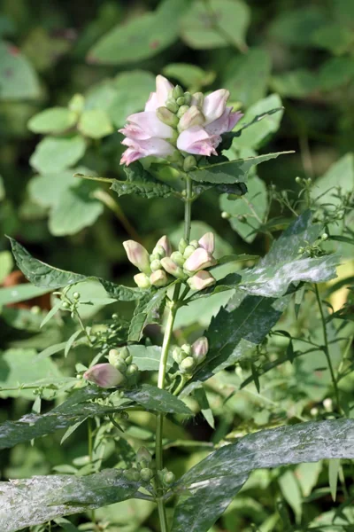 Chelone glabra — Leafy shoot bearing small pale pink flowers.
