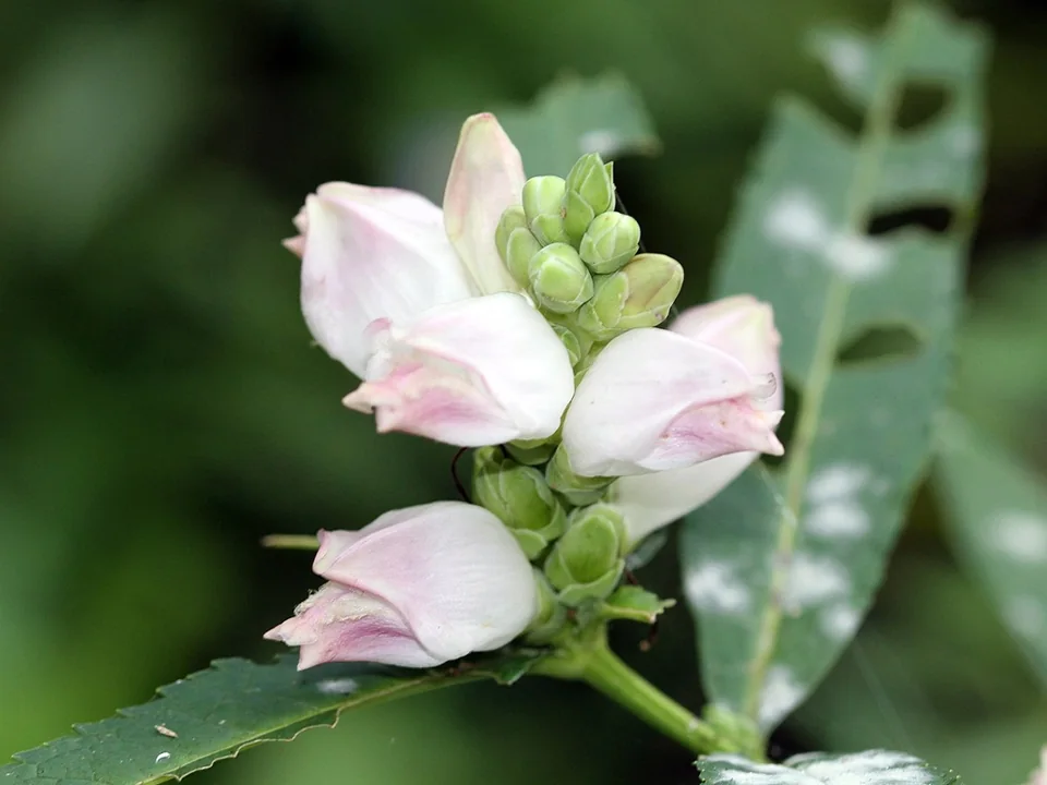 Chelone glabra — Inflated flower buds that are white tinged with pink.
