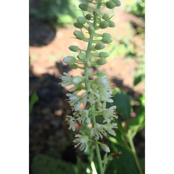 Clethra alnifolia — Spike of white flowers with exserted, red anthers