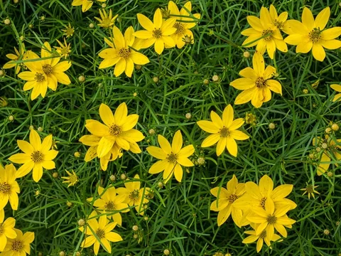 Coreopsis verticillata — Lots of yellow daisy "flowers"