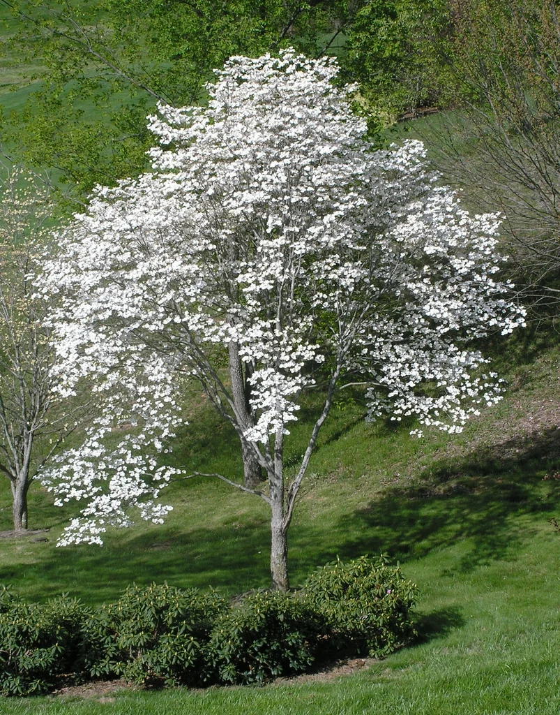 Cornus florida — Form