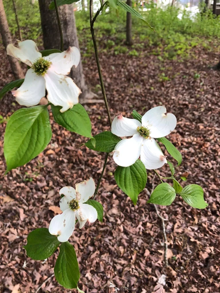 Cornus florida — Cornus florida