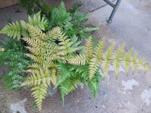 Dryopteris erythrosora — Dryopteris erythrosora