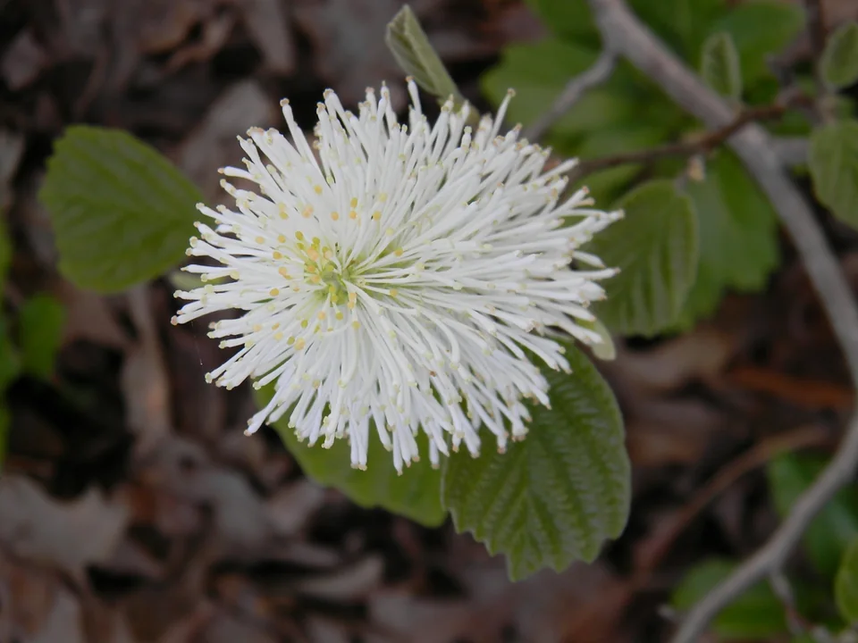 Fothergilla gardenii — Fothergilla gardenii