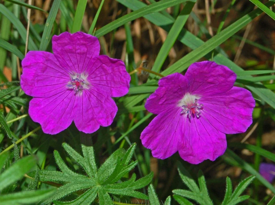 Geranium sanguineum — Flower detail