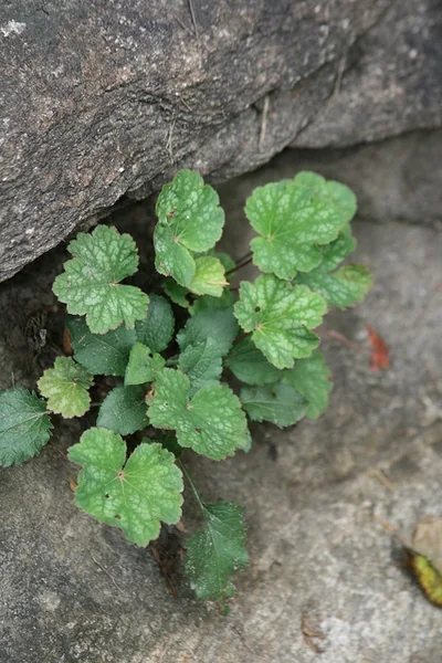 Heuchera americana — Tuft of scalloped, variegated leaves emerging between rocks.