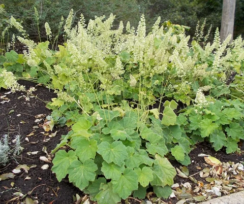 Heuchera villosa — Rosettes of green leaves, with overtopping inflorescences