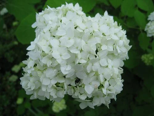 Hydrangea arborescens — Close-up of a single pompom of white flowers.