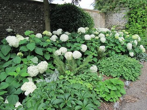 Hydrangea arborescens — A low hedge with large leaves & pompoms of white flowers.
