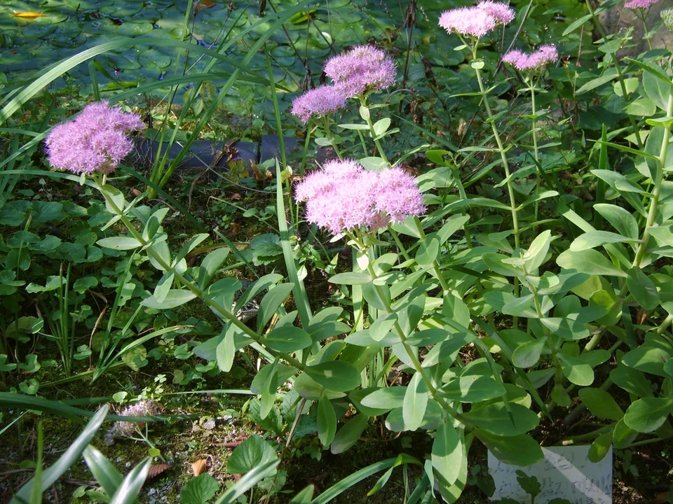 Hylotelephium spectabile — Hylotelephium spectabile