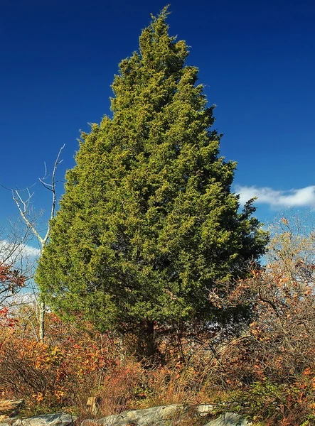 Juniperus virginiana — Juniperus virginiana