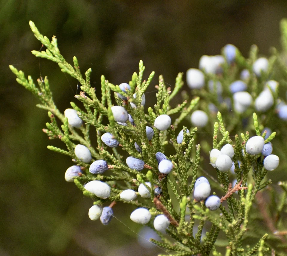 Juniperus virginiana — Berries & Needles - Aug. 20 - Warren Co., NC