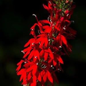 Lobelia cardinalis — Spike of bright red flowers.