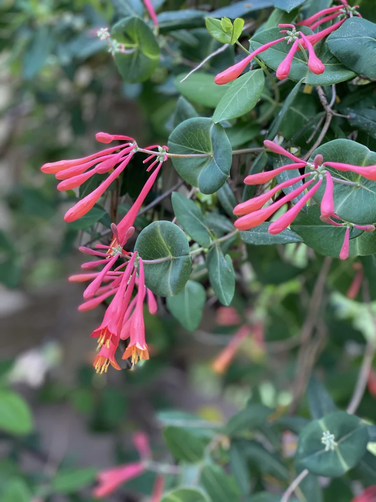 Lonicera sempervirens — Masses of red, trumpet-shaped flowers with yellow stamens.