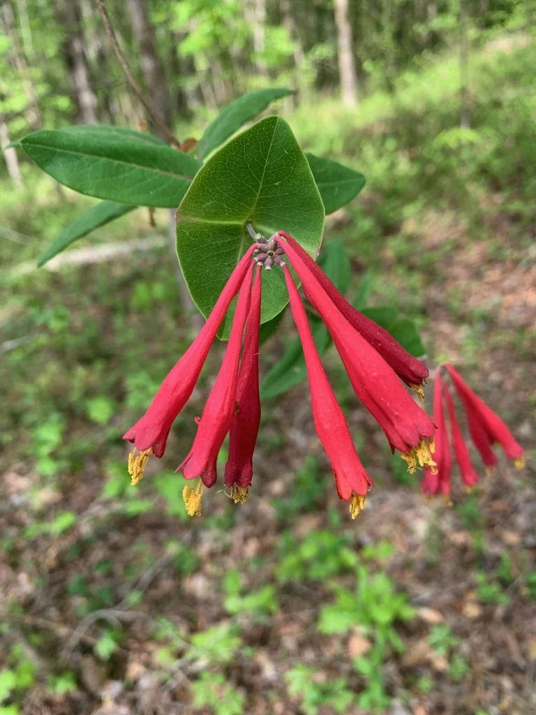 Lonicera sempervirens — Masses of red, trumpet-shaped flowers with yellow stamens.