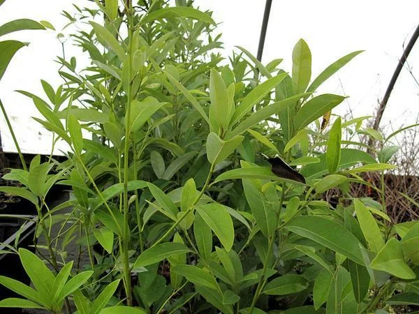 Magnolia virginiana — v australis 'Henry Hicks' form