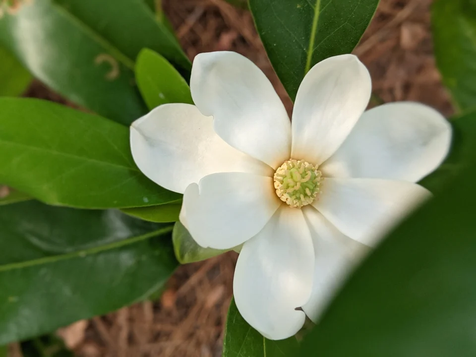 Magnolia virginiana — bloom May 2021