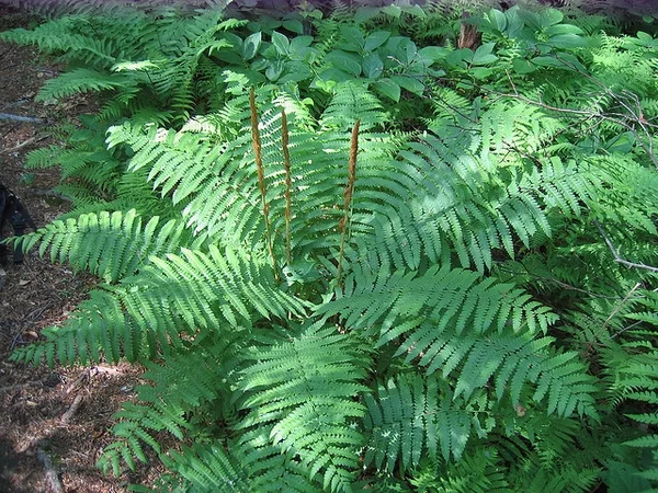 Osmundastrum cinnamomeum — Form