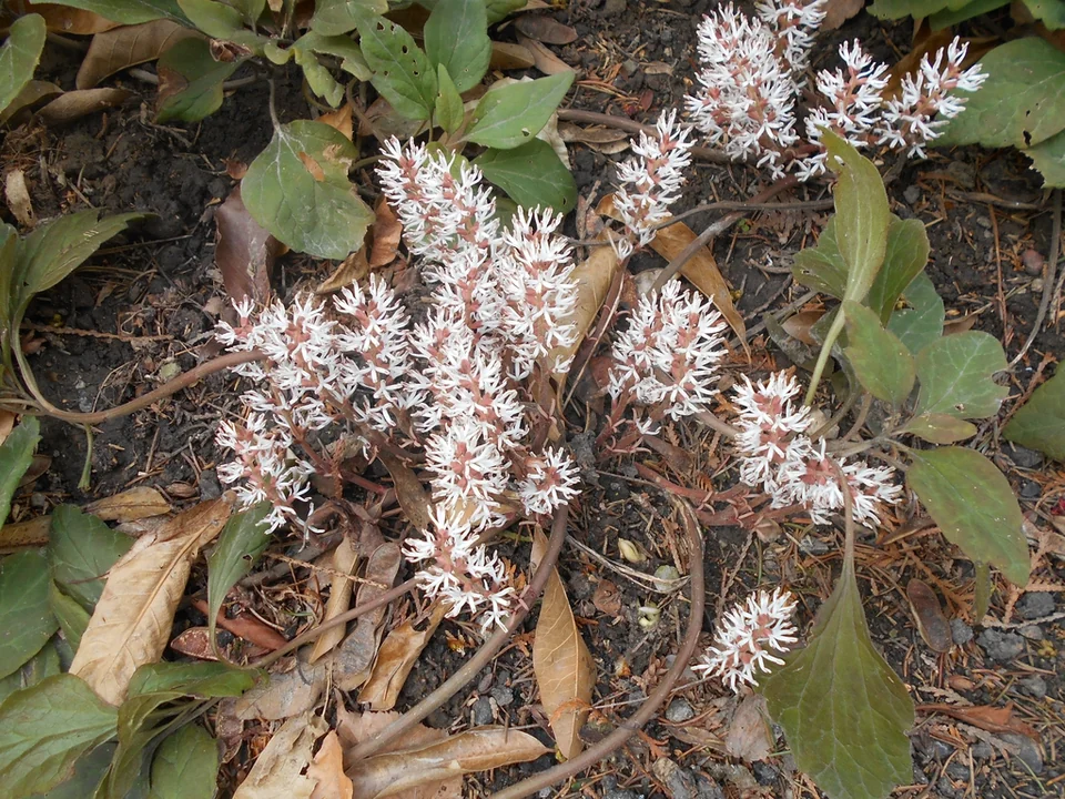 Pachysandra procumbens — Pachysandra procumbens