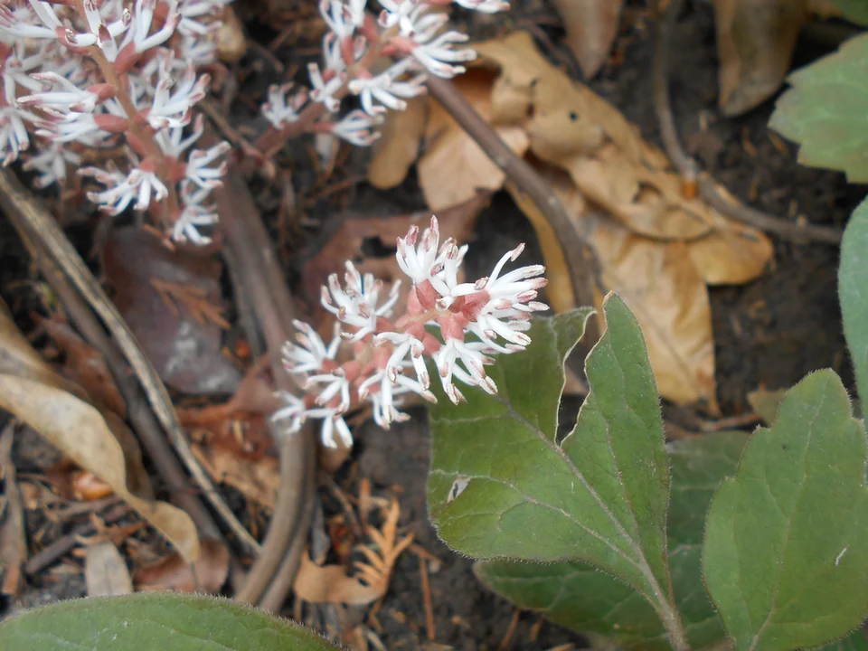 Pachysandra procumbens — Pachysandra procumbens