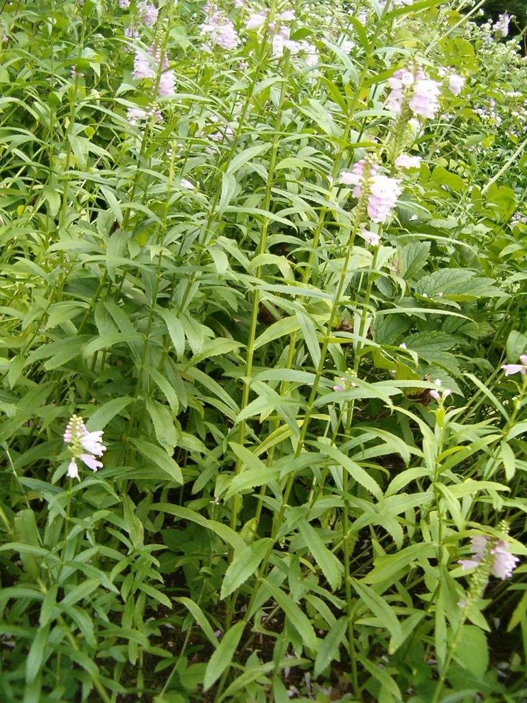 Physostegia virginiana — Form