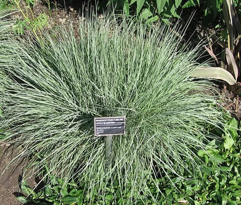 Schizachyrium scoparium — Schizachyrium scoparius