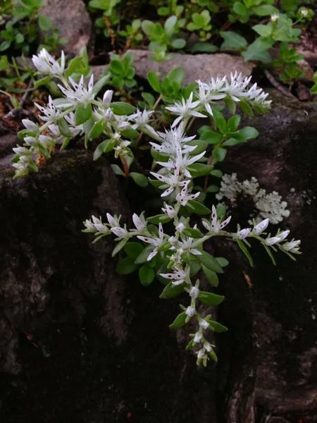 Sedum ternatum — Sedum ternatum