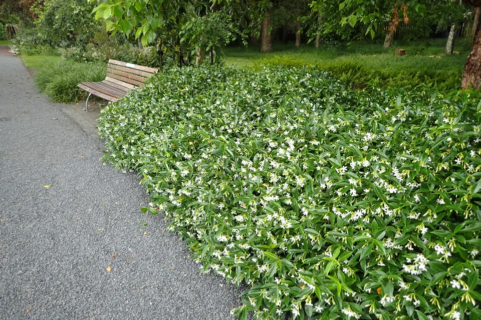 Trachelospermum jasminoides — Trachelospermum jasminoides