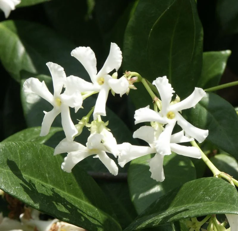 Trachelospermum jasminoides — Trachelospermum jasminoides
