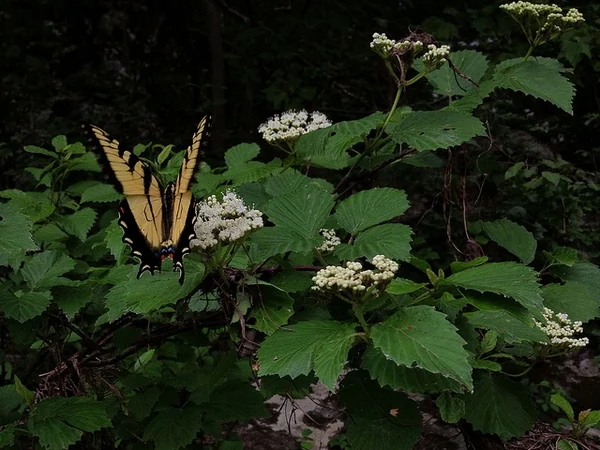Viburnum dentatum — Flower with butterfly