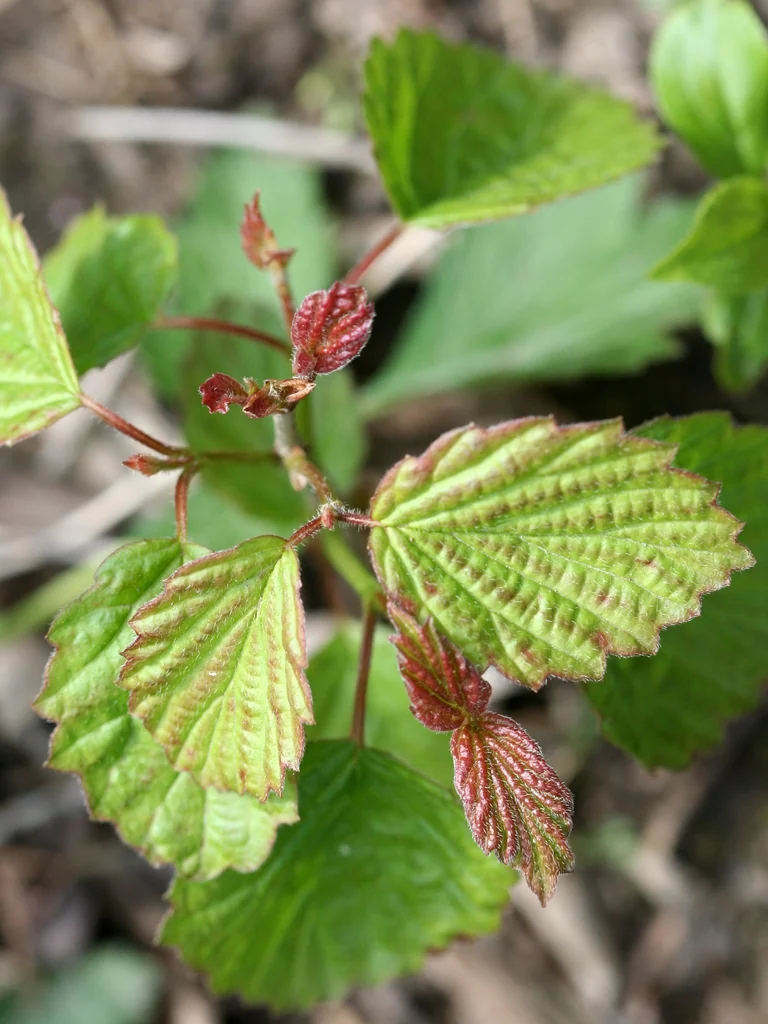 Viburnum dentatum — Leaves and new growth